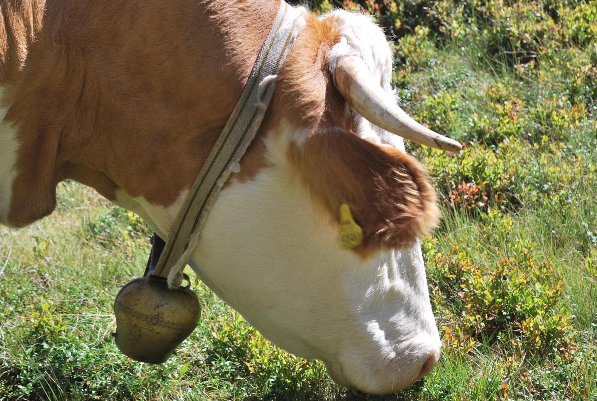 Biohof Seidl Lägenhet Bad Kleinkirchheim Exteriör bild