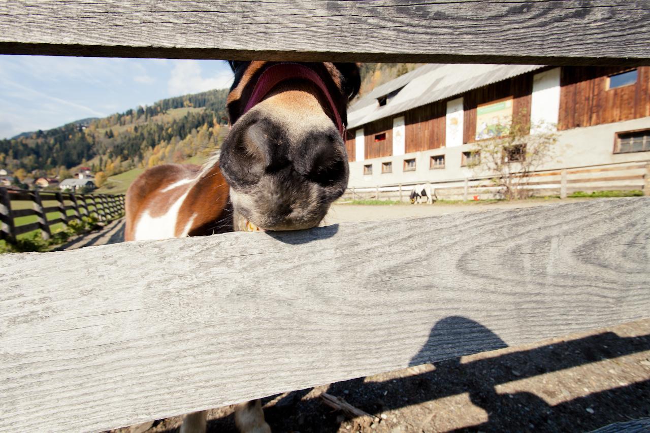 Biohof Seidl Lägenhet Bad Kleinkirchheim Exteriör bild