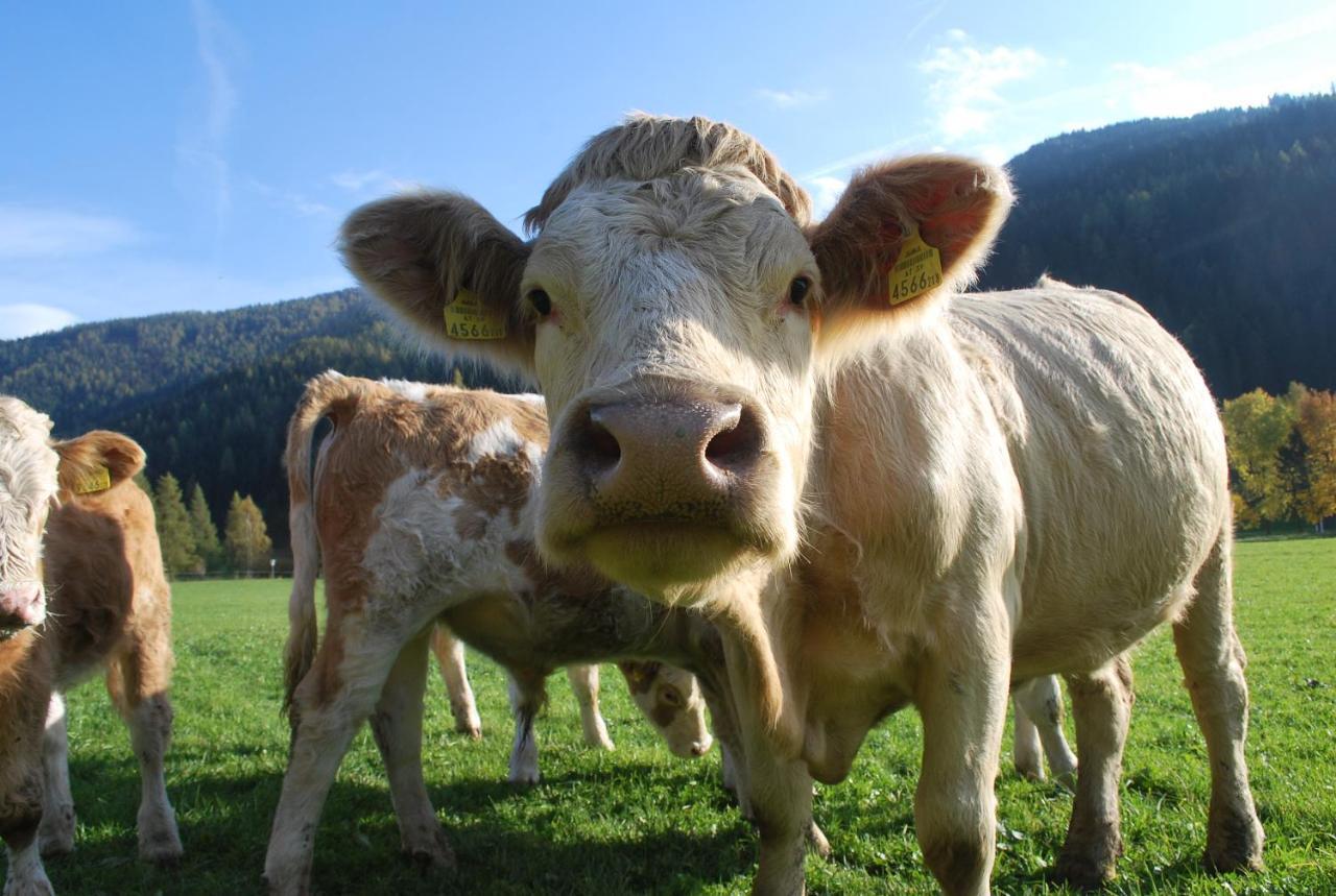 Biohof Seidl Lägenhet Bad Kleinkirchheim Exteriör bild